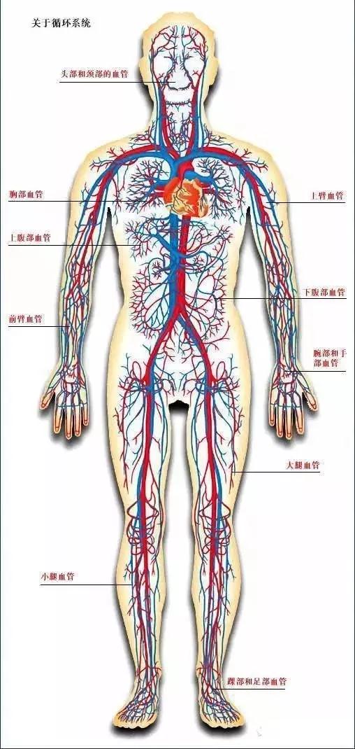 总结012018年杭州中考生化备考周周练—人体代谢系统按照步骤给分的