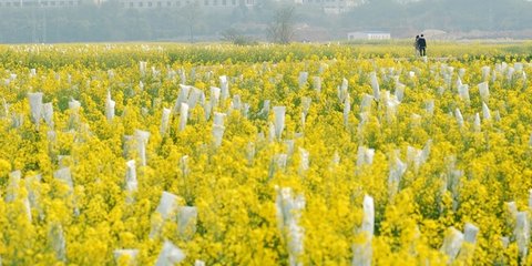 植物学排名_植物学分类法(2)