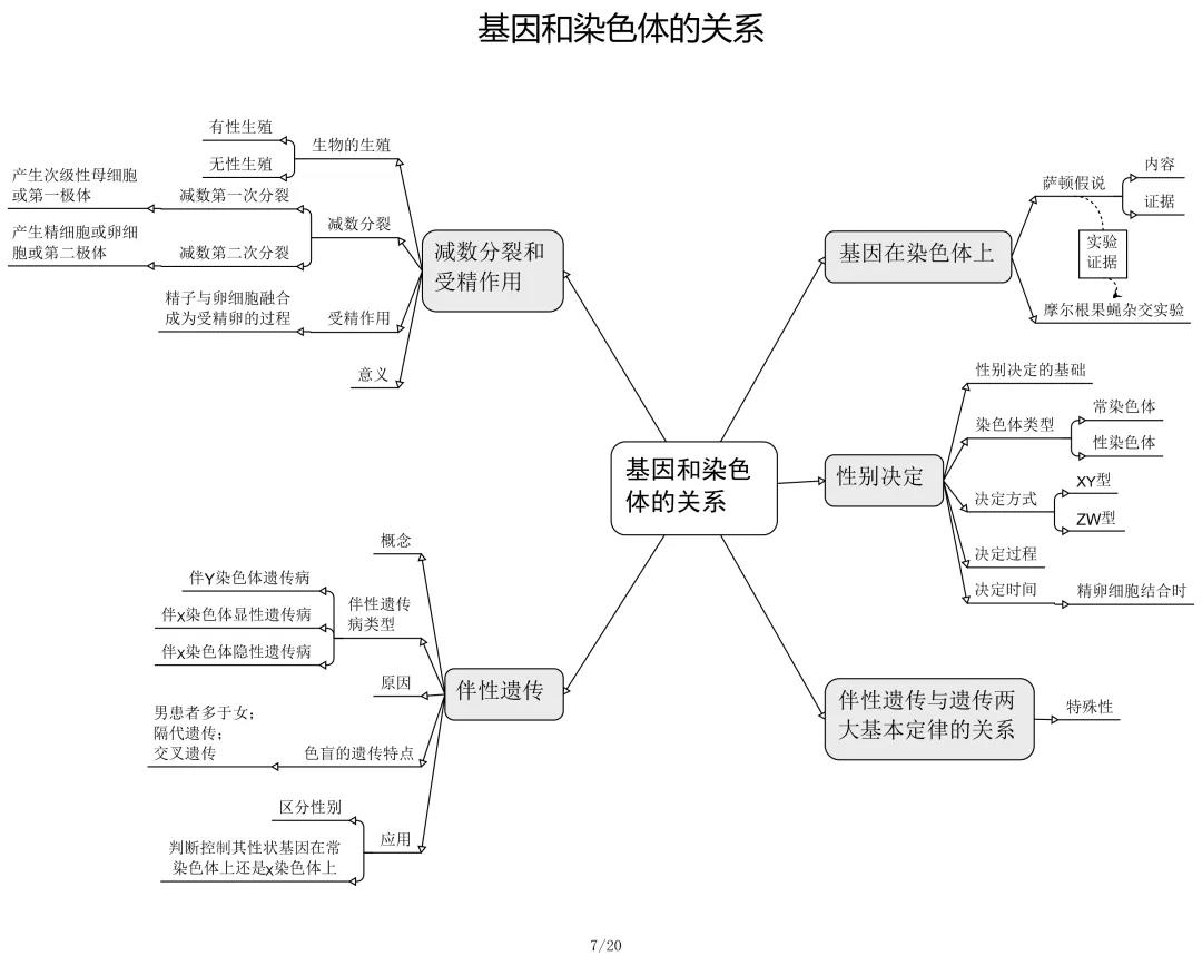 高中生物思维导图——基因和染色体的关系