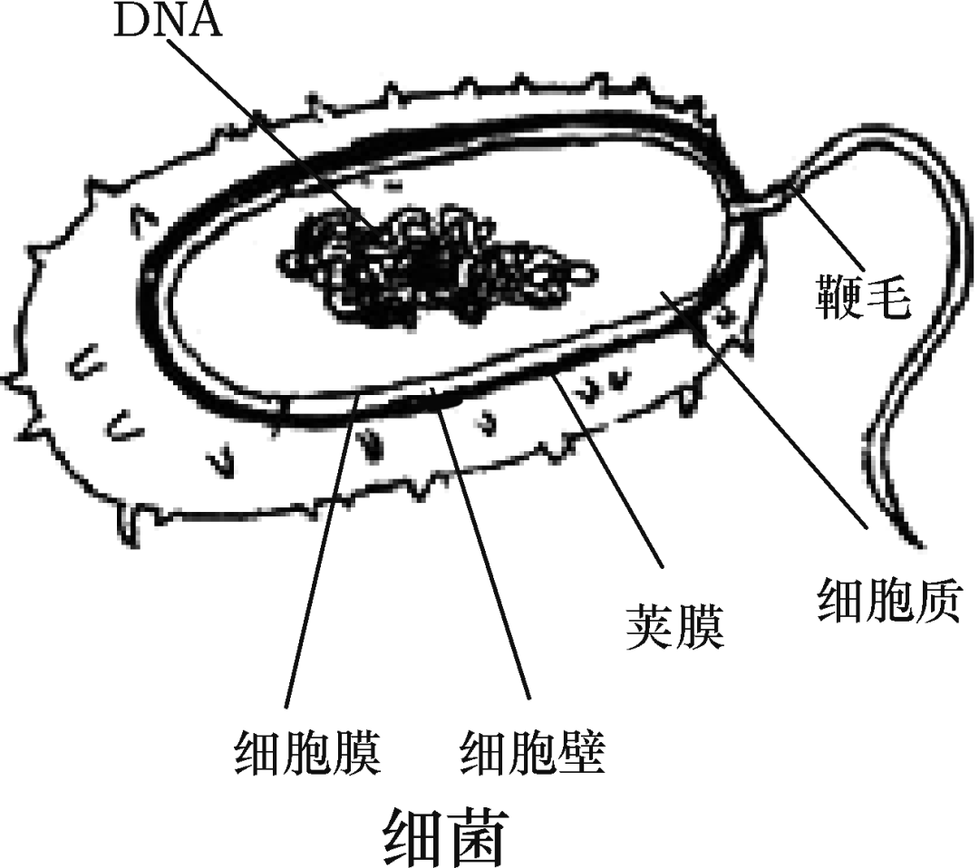 生殖系统结构和功能       以上是为大家整理的 复习必备丨初中生物