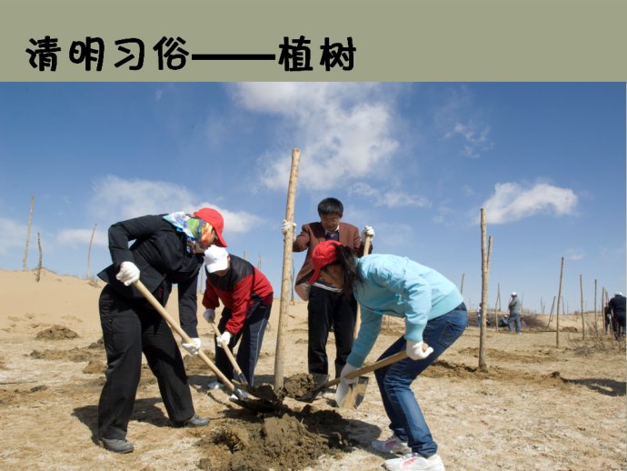 清明节习俗:植树