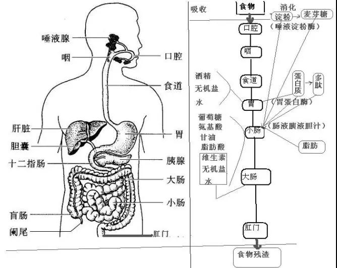 2018年杭州中考生化备考周周练——人体代谢系统
