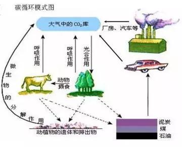 生態系統具有自我調節能力,但生態系統的自動調節能力都有一定的限度6