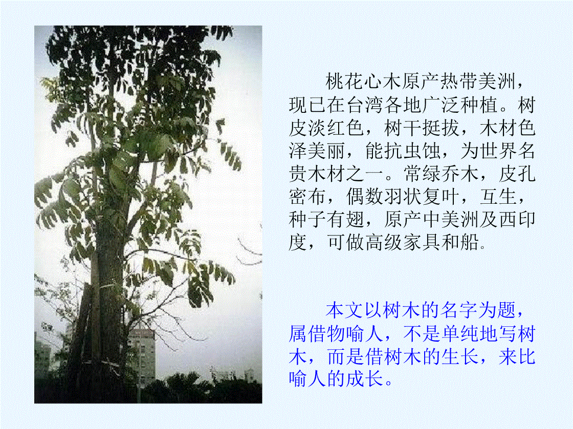 六年级下册语文桃花心木