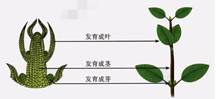 初中生物知识点梳理之叶(枝)芽的结构和发育_成都学而思1对1