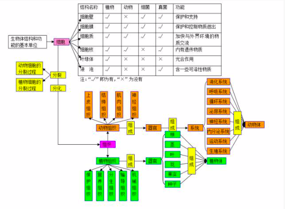 初二生物知识点之生物体的结构层次