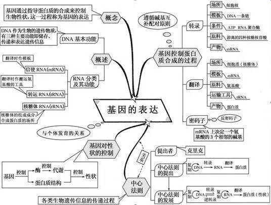 基因的表达知识框架图图片