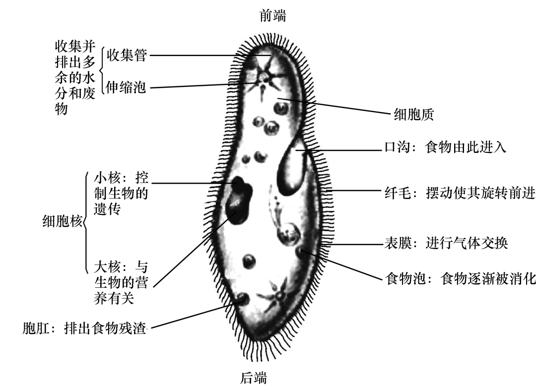 草履虫的形态结构图片